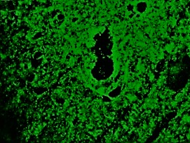 Figure 2. Indirect immunofluorescence staining of reticulon-1A/NSP-A in swine brain frozen section using MUB1312P (clone MON162).